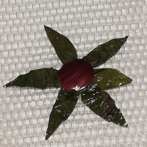 Les Stickers multiples légumes Stabilisés aimantés